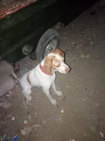 English pointer he full trend he