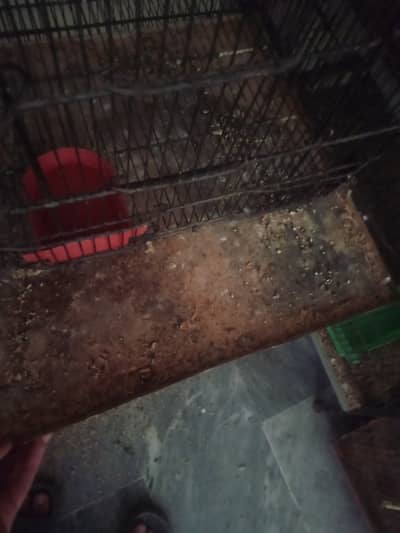 Birds Cage 4 sale
