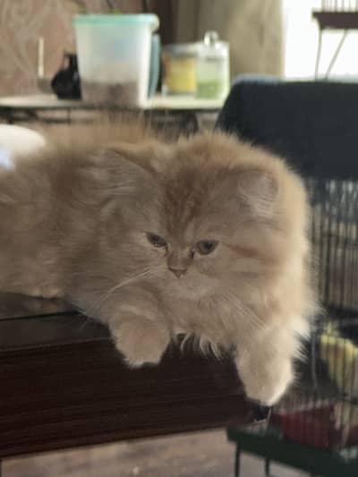Persian kittens