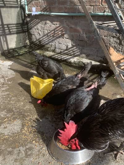 Heritage Austrlop murga and black Lohman