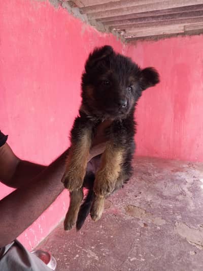 German shepherd puppy