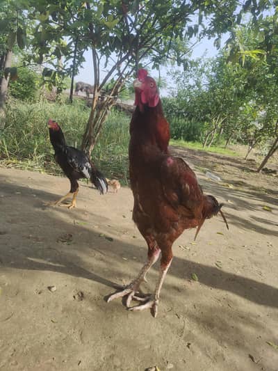 aseel long hight murgha