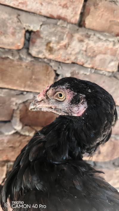 03240449537 murgi  is say abhi bachy alag keya hain