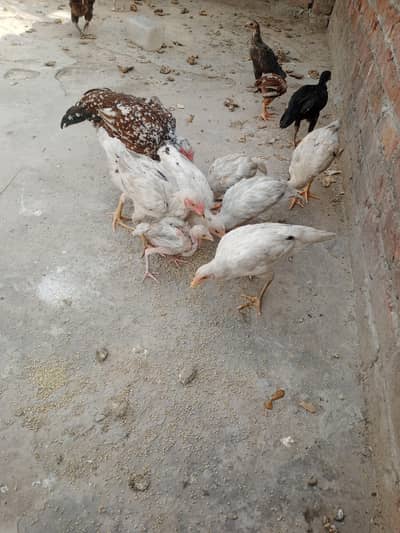 چوزے10. ایک مرغی