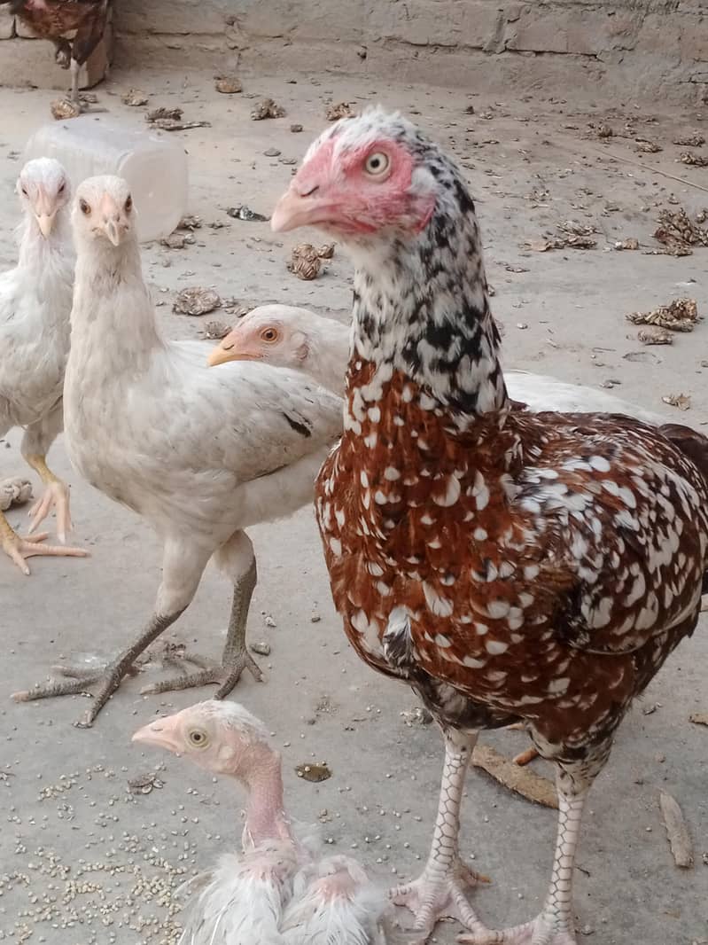 چوزے10. ایک مرغی 1