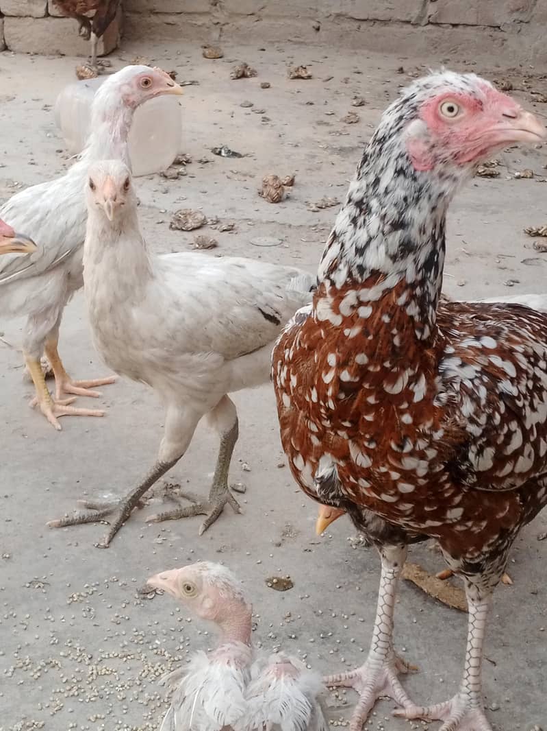 چوزے10. ایک مرغی 2