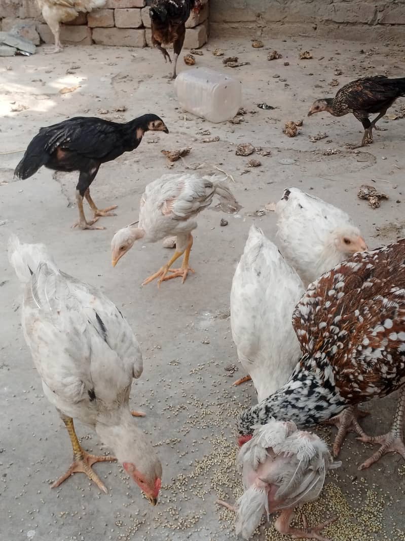 چوزے10. ایک مرغی 3