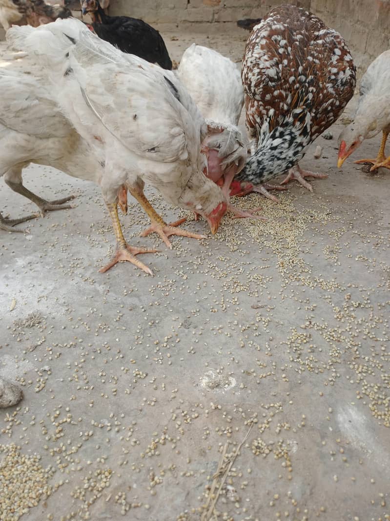 چوزے10. ایک مرغی 4