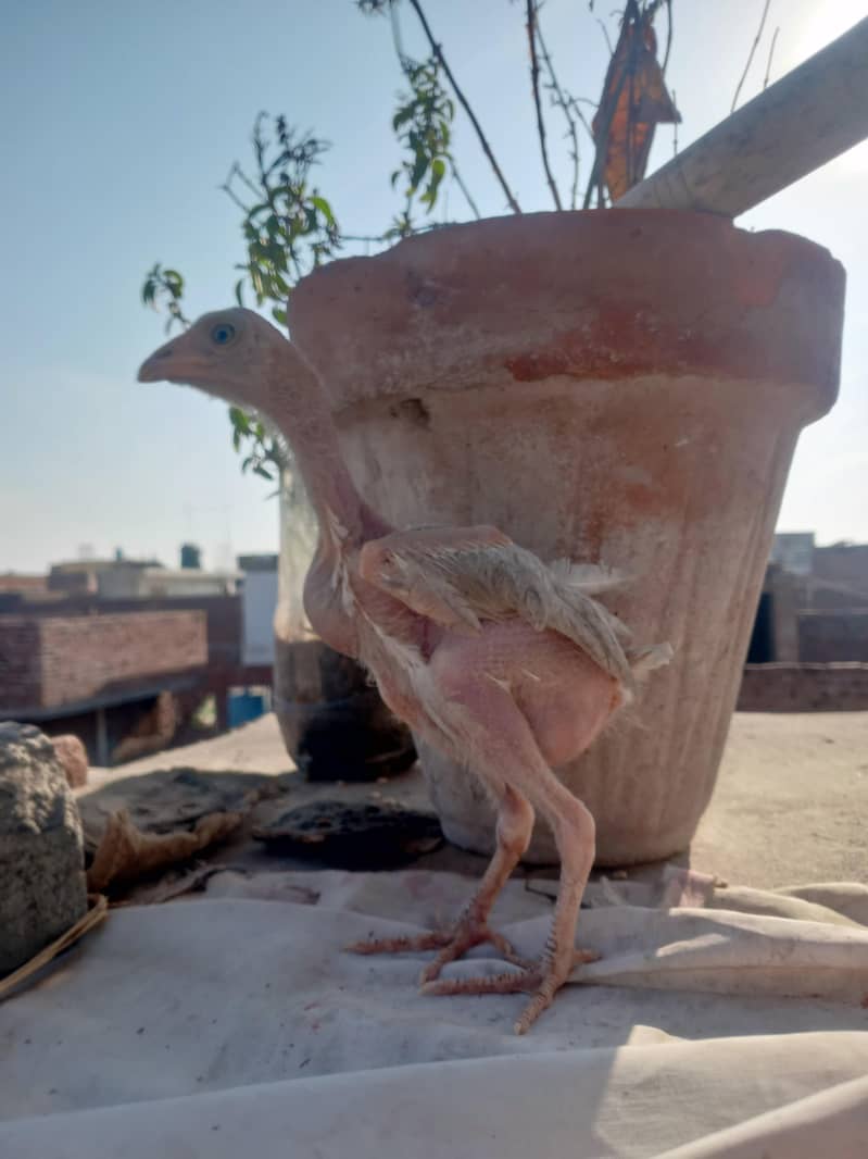 چوزے10. ایک مرغی 5