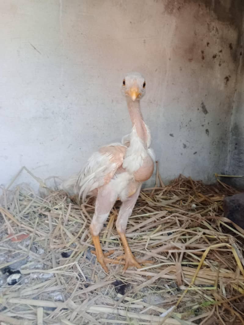 چوزے10. ایک مرغی 6