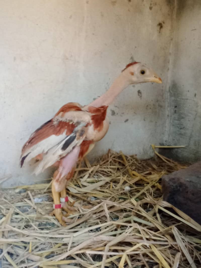 چوزے10. ایک مرغی 7