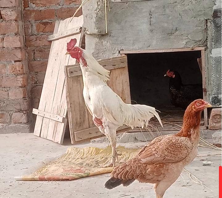 چوزے10. ایک مرغی 8