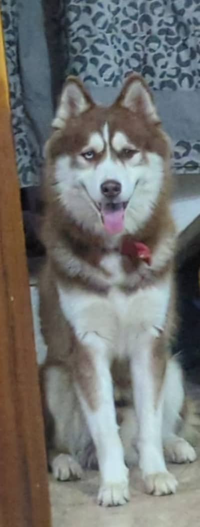Siberian Husky Confirm stud Available / siberian husky male stud