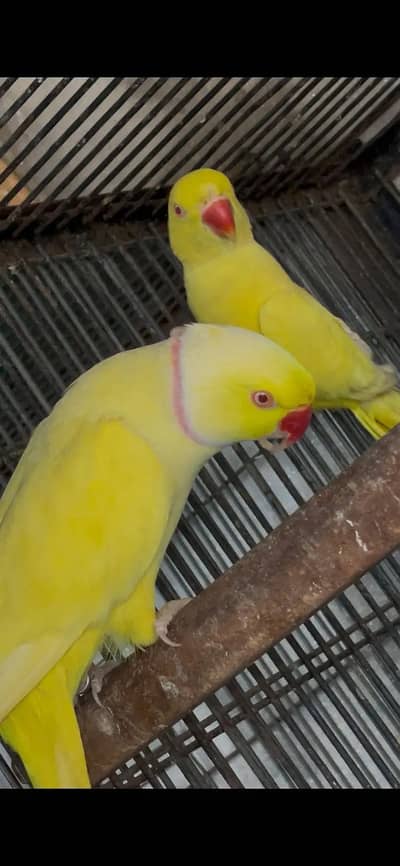 Parrots | Ringneck parrot | yellow Ringneck parrots | Parrot For sale