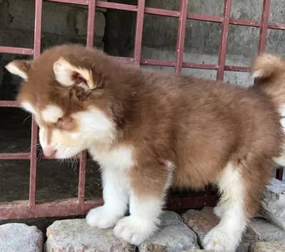 Siberian husky pappi original