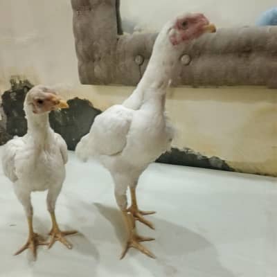 aseel Heera for sale