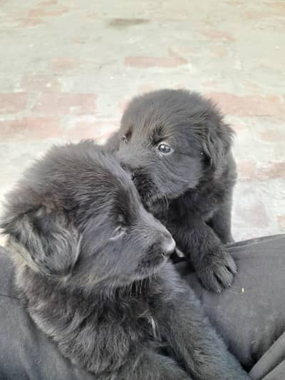 German Shepherds Female Pups