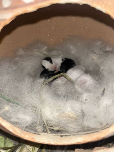 White rabbits adult pairs for sale with babies