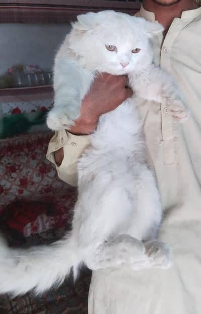 Beautiful White Persian Mix Male Cat for Sale