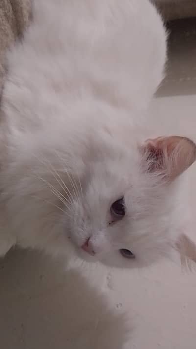 Persian blue eyes cat for sale