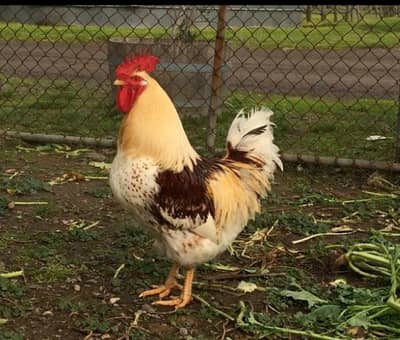 LOHMAN/AUSTERLOP/ASEEL ALL ARE AVAILABLE