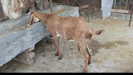 Healthy Betal Goat for Sale   Contact # 03046180030