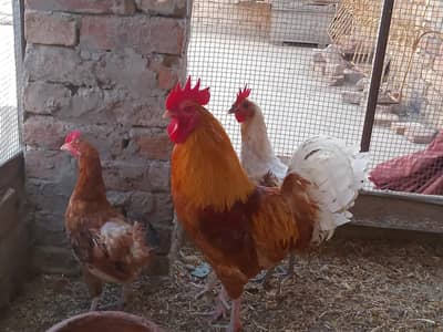 1 Male & 3 Female Hens
