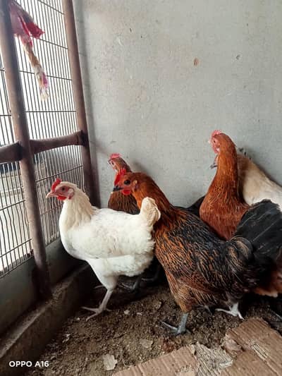 Golden Misri| Egg laying |