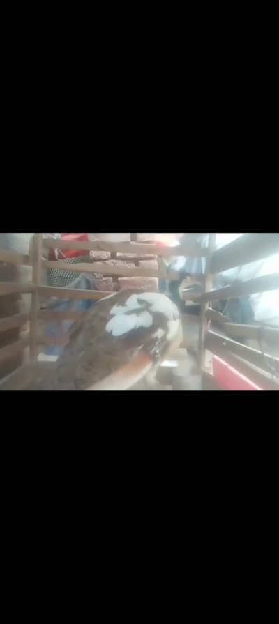 Peacock Pied breeder female