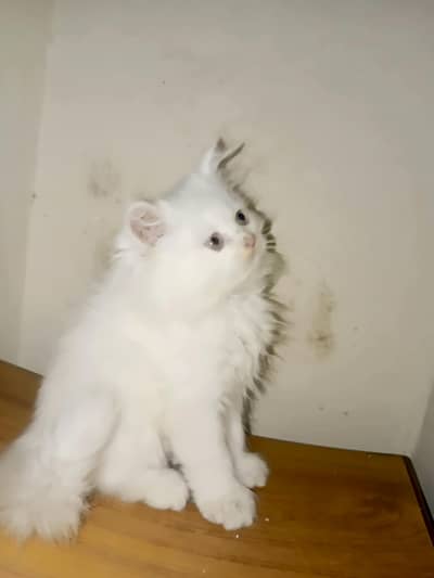 Persian kitten