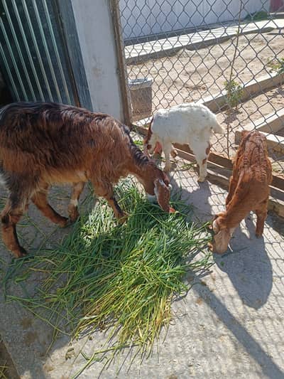 Goat with 2 kids(male and female)