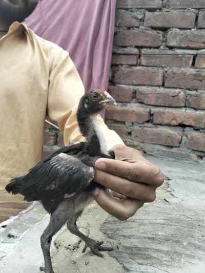 chicks for sale 3 pice ha