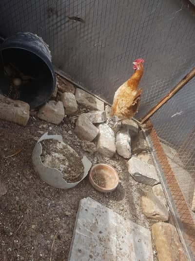 4 total hens they are laying eggs daily. Also for exchange