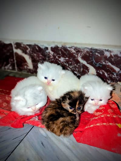 PERSION KITTENS FOR SALE |WHITE/BLACK/BROWN THREE COLORS AVAILABLE
