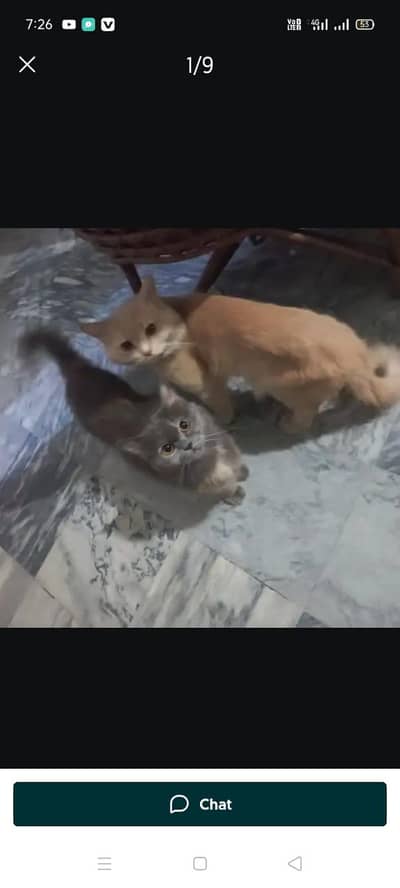 Persian Cats (Breeder Pair)