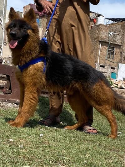 German Shepherd long coat male for sale