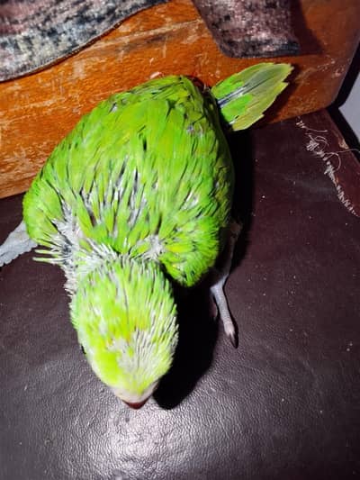 ringneck baby for hand tame