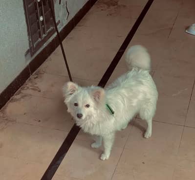 RUSSION PUPPY MALE FULL ACTIVE MALE