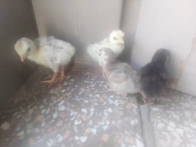 Turkey chiks. o. 3.3. 6.8. 7. o. 7.2. 8.6