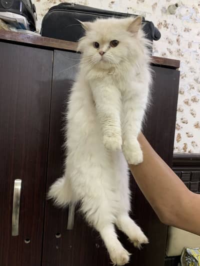 Persion odd eyes breeder female for sale