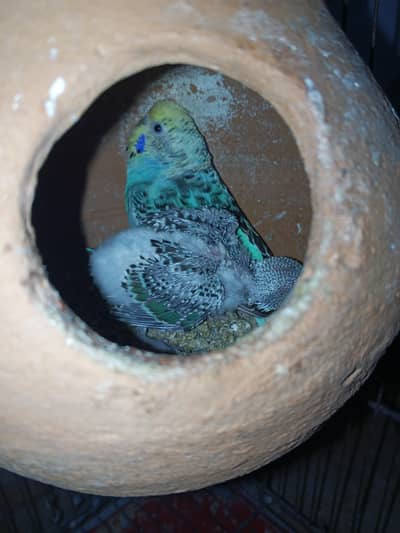 4 Australian pairs available