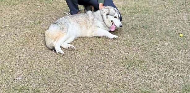 Siberian Husky Feale | Husky Brown Eyes | Husky Female Dog For Sale |