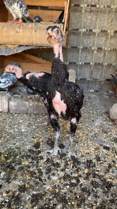 Healthy Thai Aseel Chicks for Sale – Strong & Active.