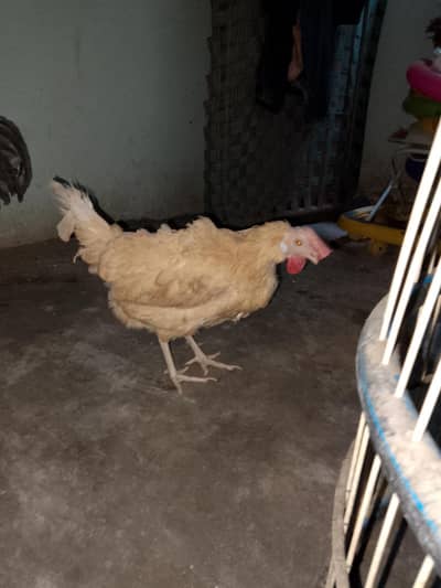 Andy dyte h Bus sale Karni h jaga nhe h Mary pass