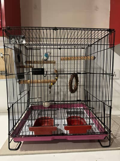 Healthy White & Blue Male Budgie with Full Setup – Ready for new Home