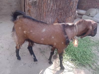collective bakra age 8 t0 9 months