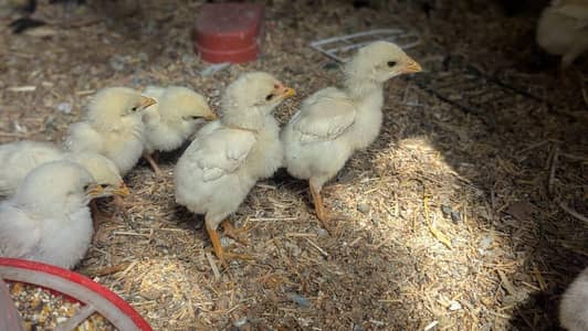 aseel heera chicks