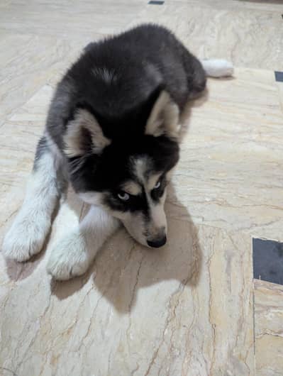 Husky puppy Full Mask Blue eyes Female