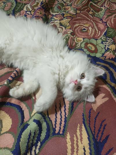 full active litre trn. white clr triple coat