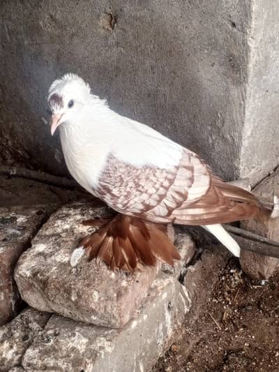 Frill back red pouter swallow females breeder